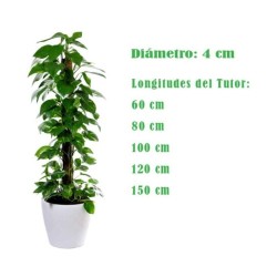 TUTOR FIBRA DE COCO (100 CM)