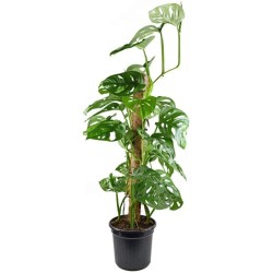 TUTOR FIBRA DE COCO (80 CM)