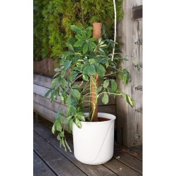 TUTOR FIBRA DE COCO (150 CM)