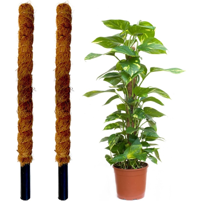 TUTOR FIBRA DE COCO (60 CM)