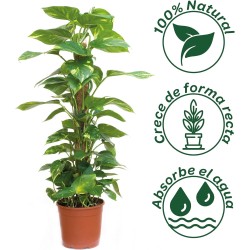 TUTOR FIBRA DE COCO (60 CM)