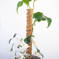 TUTOR FIBRA DE COCO (60 CM)